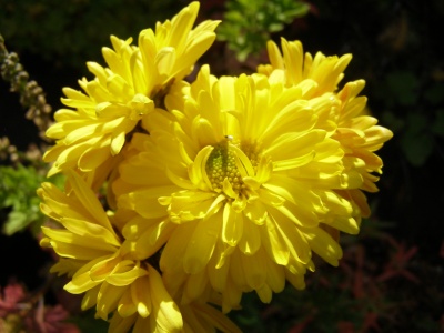 Chrysanthemum 'Margery Fish'